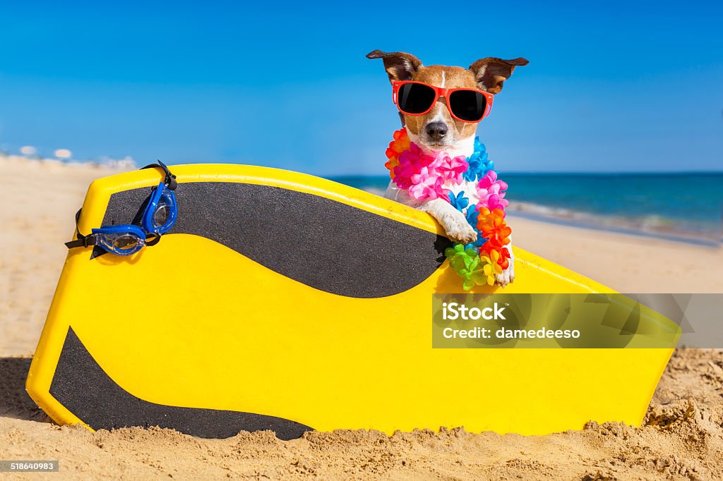 surfer dog dog at the beach with a surfboard wearing sunglasses and flower chain at the ocean shore 1960-1969 Stock Photo