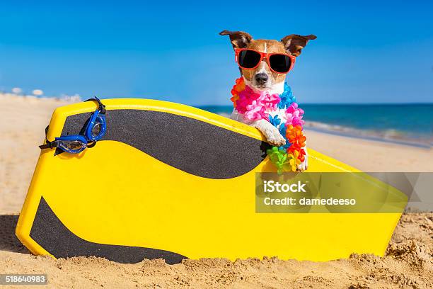 Surfer Dog Stock Photo - Download Image Now - 1960-1969, 1970-1979, Animal