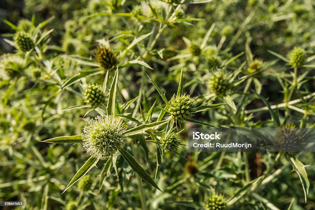 Detailed view at blooming Field eryngo Closeup of Field eryngo or Eryngium campestre growing in a nature area. Backgrounds Stock Photo