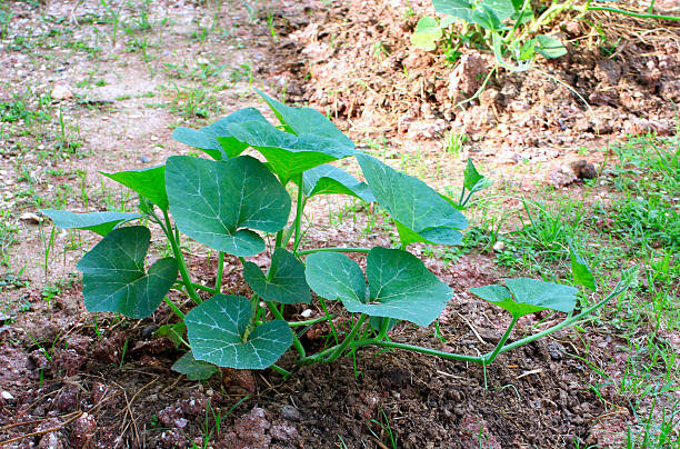 istock Pumpkin plant seeding 518642025