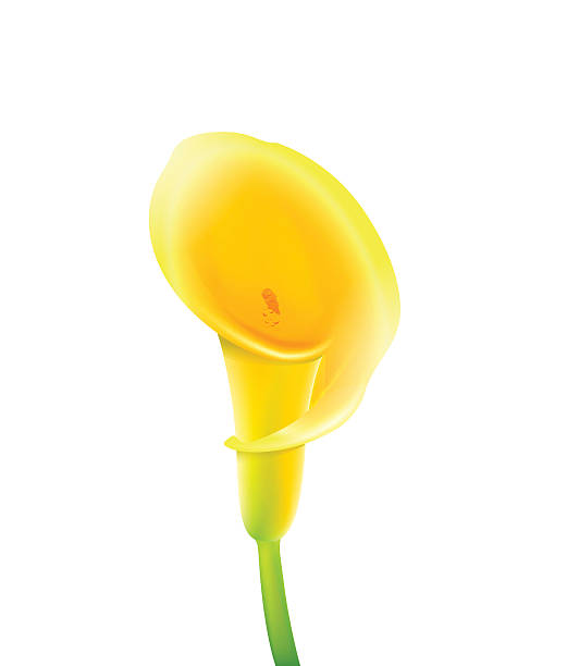 ilustraciones, imágenes clip art, dibujos animados e iconos de stock de calla flor - calla lily lily single flower white