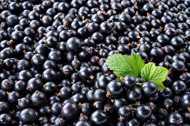istock Heap of black currant. Textured background 518642945
