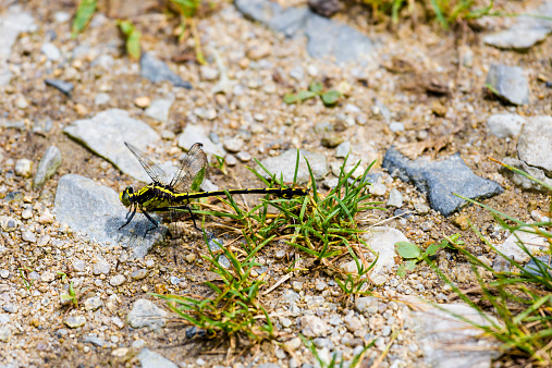 A photo of a Black-shouldered Spinyleg dragonfly sitting on a rock.