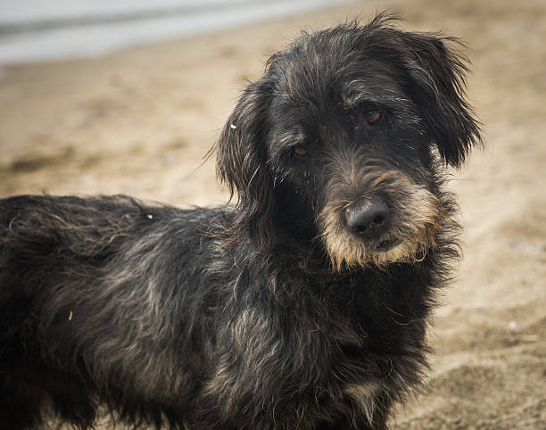 istock Dogs on the beach, Schinias, Greece 518645499