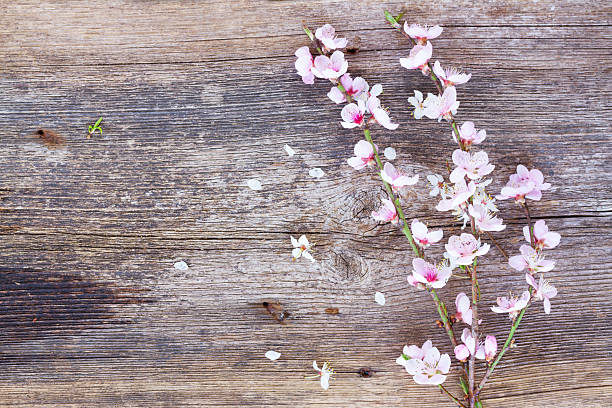 istock twigs with cherry flowers 518648300