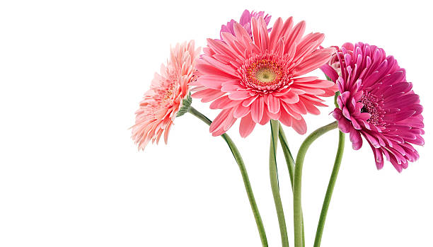 bouquet colorato di gerbere - flower head close up cut flowers cut out foto e immagini stock