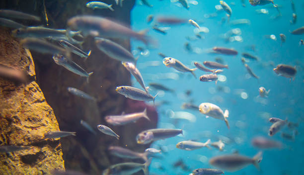 istock Small Fish swimming in High speed motion blur 518648522