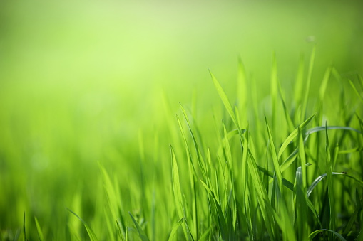 Fresh spring grass background.