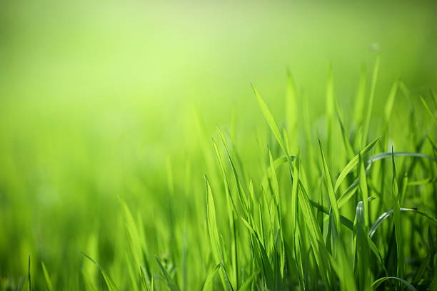 свежий весенний трава фон - травинка стоковые фото и изображения