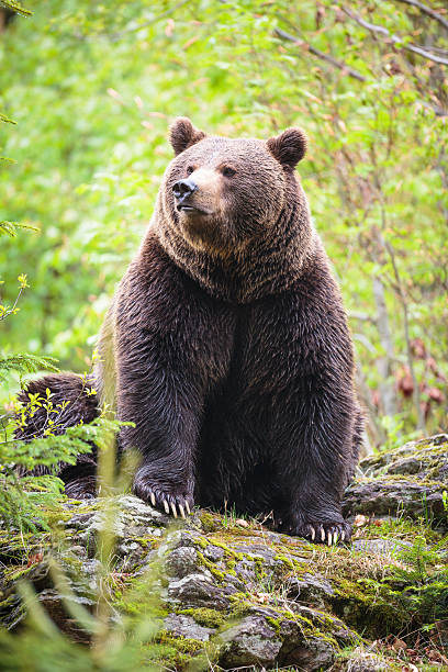 istock Brown bear (Ursus arctos), Finland, Viiksimo 518650422