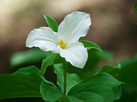 The trillium grows wild in the shade of the forests.