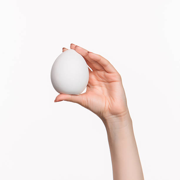 istock The female hand holding white blank styrofoam oval 518651442