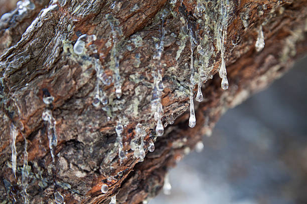 Der Konferenzraum "Mastic" Tree – Foto