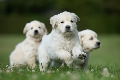 Young purebred golden retriever puppies outdoors in the nature on grass meadow on a sunny summer day.