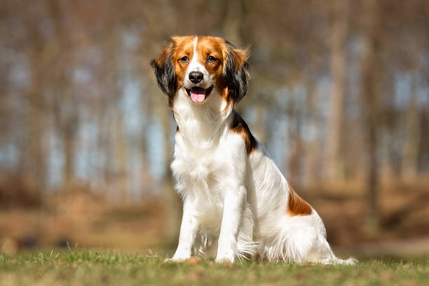 istock Kooikerhondje dog outdoors in nature 518651742