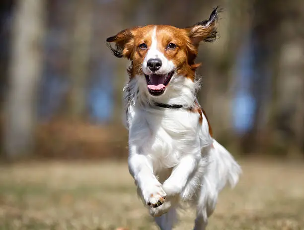 A purebred Kooikerhondje dog without leash outdoors in the nature on a sunny day.