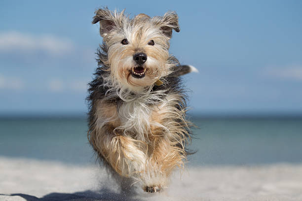 A purebred dog without leash outdoors in the nature on a sunny day.