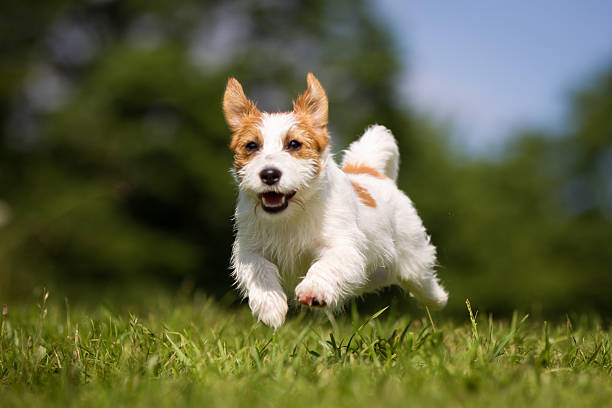 istock Jack Russell Terrier dog outdoors on grass 518652222