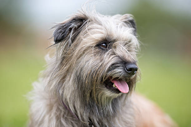 istock Pyrenean shepherd dog outdoors in nature 518652266