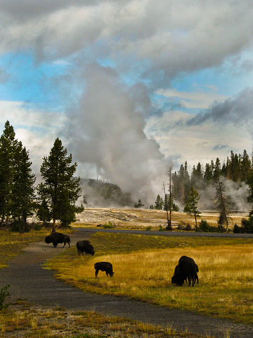 Castle geyser erupts behind wild bison in the lower geyser basin of Yellowstone National Park