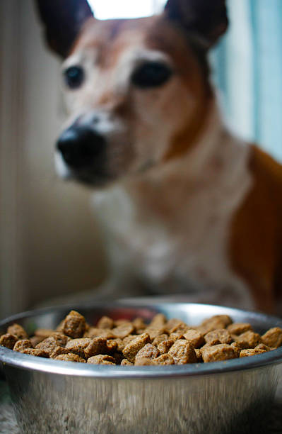 istock Dog food 518652854