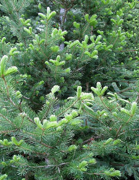 istock Young sprout of spruce trees background 518653222