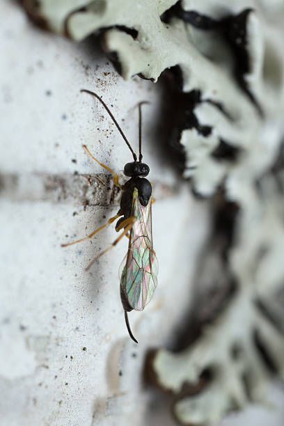 istock Parasite wasp on birch wood 518653376
