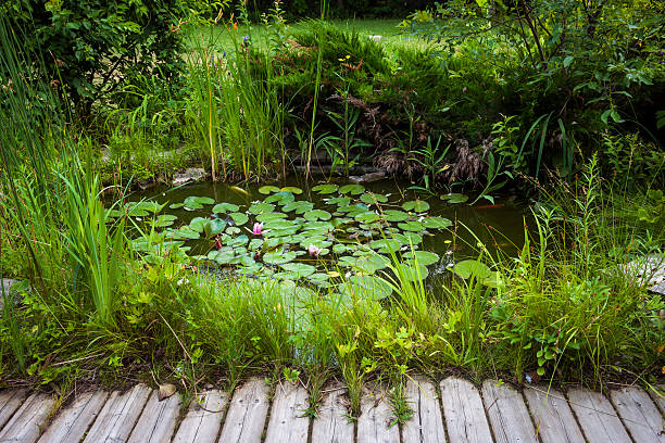 kleine landschaft teich - water lily lily water water garden stock-fotos und bilder