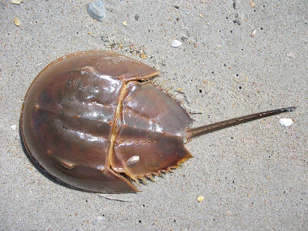 Horseshoe Crab on the Beach Horseshoe Crab on the Beach of the Atlantic coastline, USA. horseshoe crab stock pictures, royalty-free photos & images