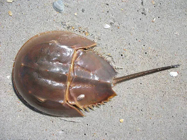 Horseshoe Crab on the Beach of the Atlantic coastline, USA.