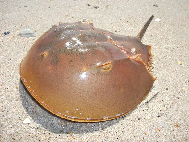 Photo of horse shoe crab was taken on the Atlantic coastline, USA.