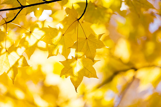 istock Autumn Golden Leaves with Sunlight 518654792