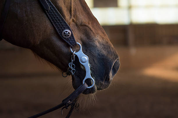 istock horse mouth with a curb bit, western riding, closeup 518655154
