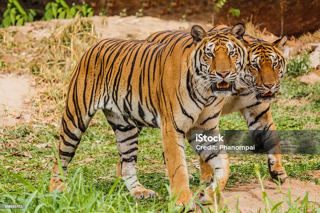 An Indian Tiger In The Wild Royal Bengal Tiger Stock Photo - Download Image Now - Aggression, Animal, Animal Whisker - iStock An Indian Tiger In The Wild Royal Bengal Tiger Stock Photo - Download Image Now - Aggression, Animal, Animal Whisker - iStock