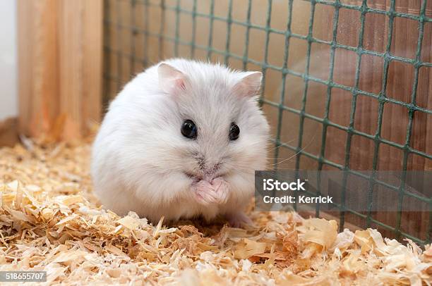 Dwarf Hamster Stock Photo - Download Image Now - Animal, Animal Body Part, Animal Ear