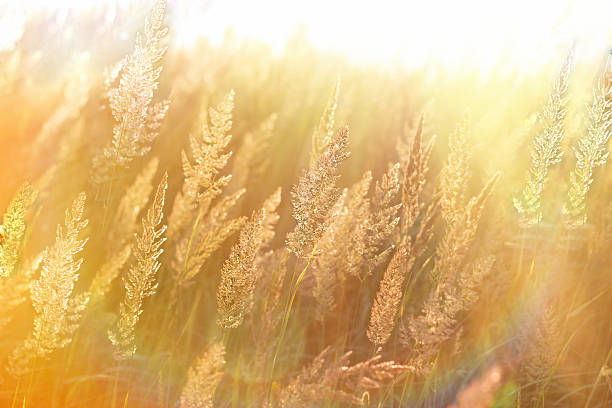 Beautiful high grass, grass seeds lit by sun rays (sunbeams)