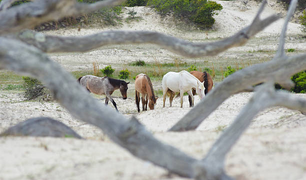 Cumberland Island, GA - Wild Horses in Dunes Wild horses roam in the sand dunes on Cumberland Island, Georgia. cumberland island georgia photos stock pictures, royalty-free photos & images
