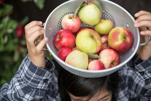 A young girl holds a container of freshly picked apples over her head.  Apple tree in background.