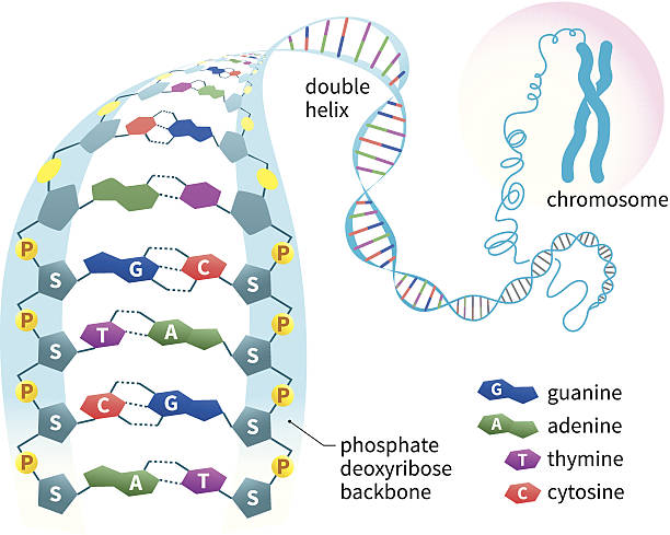 ilustrações de stock, clip art, desenhos animados e ícones de estrutura de dna - chromosome