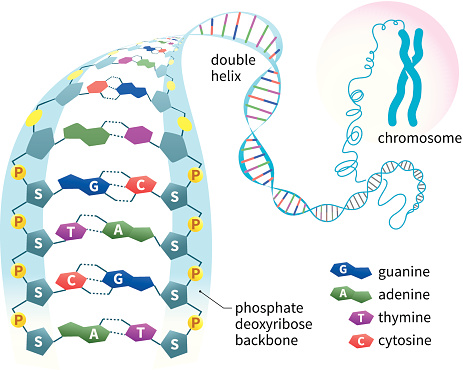 From chromosome to deoxyribonucleic acid structure and base pairing.