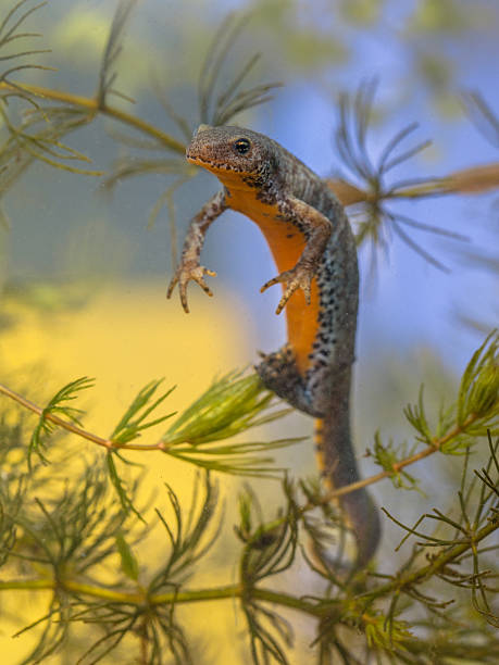 istock Egg laying Female  Alpine Newt 518656763