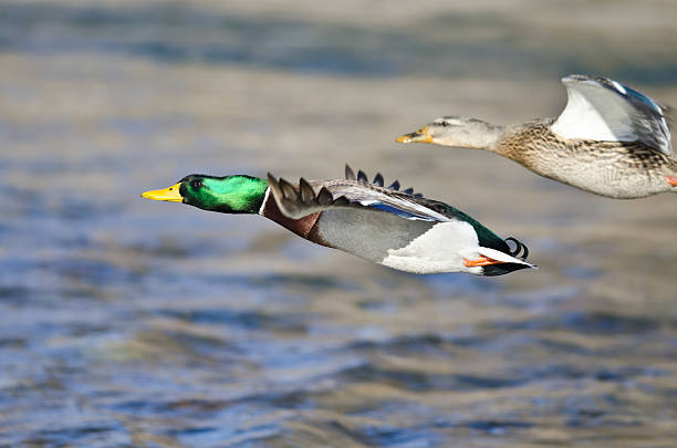 istock Pair of Mallard Ducks Flying Low Over the River 518657056