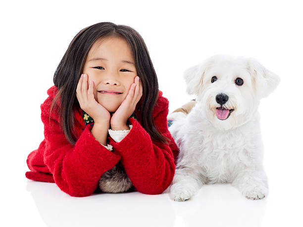 Little girl and white dog stock photo