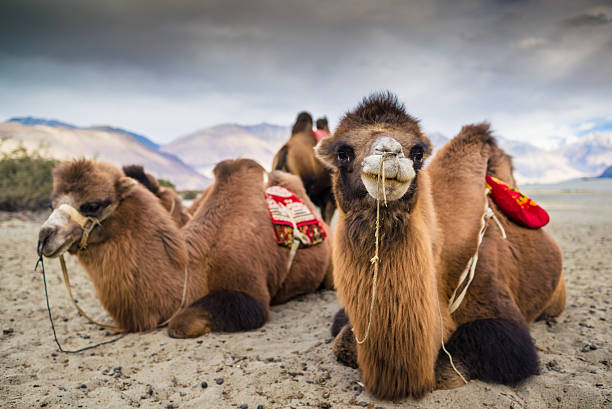 istock Camel is waiting for tourists in Nubra Valley, Leh. 518657489