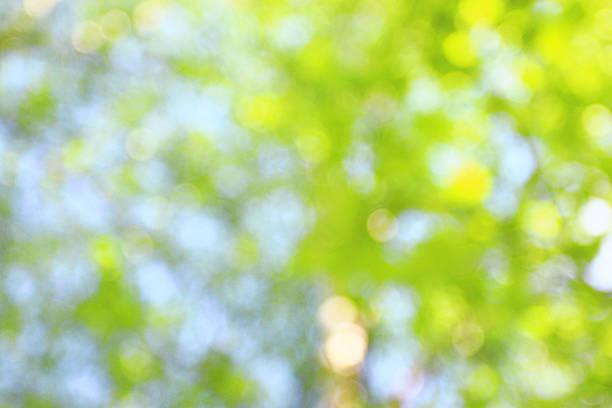 istock Summer green background blur bokeh highlights 518658247