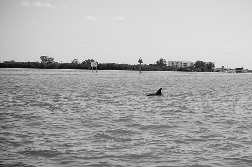 Dolphin in the inter coatal waterway.