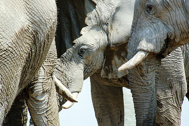 istock Group of Elephants at a water hole 518658700
