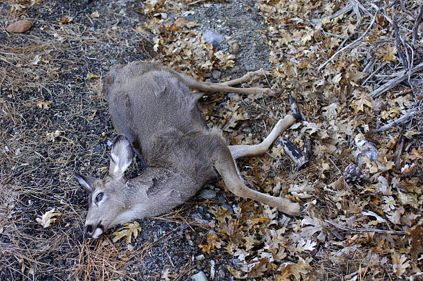 cerf mort, tué par voiture - senseless photos et images de collection