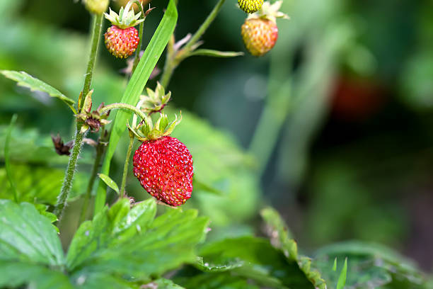 istock Wild strawberry plant 518659348