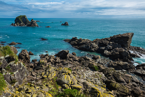 Seal Colony in Cape Foulwind, South Island, New Zealand